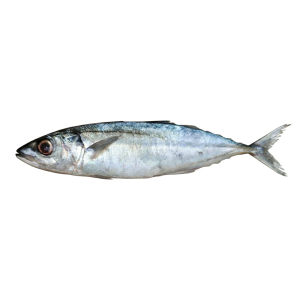 layang-biru