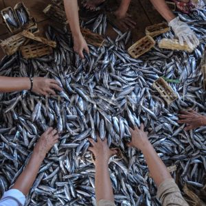 produksi-ikan-pindang-hzmc-dom