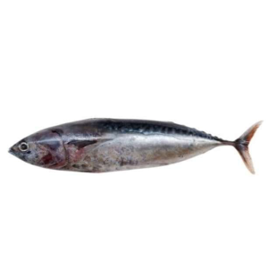 tongkol